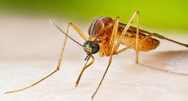 West Nile Virus Cases Reported Across Five European Countries as Summer Transmission Season Expands