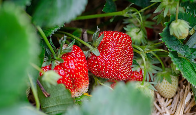Study Finds Spanish Strawberries Among EU’s Least Contaminated by Pesticides