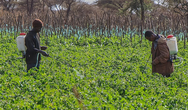 Millions of Farmers Face Pesticide Poisoning Each Year, Study Finds